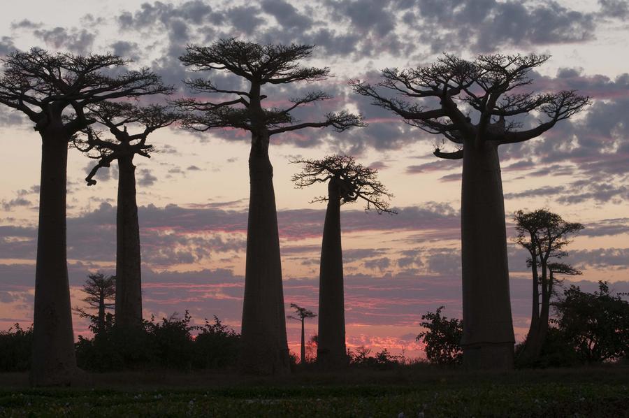 File photo taken on May 2, 2013 shows baobab trees in Madagascar. (Xinhua He Xianfeng).jpg