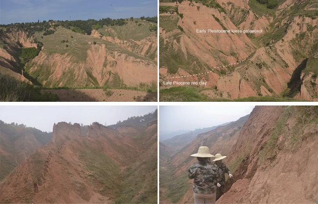 Field photograph of loess-palaeosol and red clay from the Chongxin section