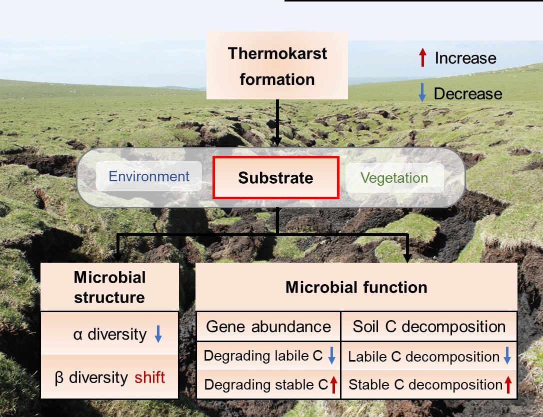Effects of thermokarst on structure and function of soil microbial communities and their key drivers.jpg