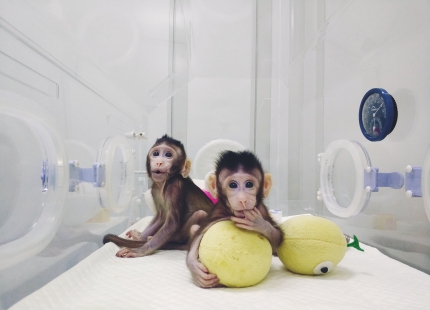 Macaque Monkey Cloning by Somatic Cell Nuclear Transfer