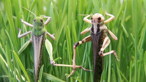 Prevention and Control Strategy Eradicated Millennium-long Locust Plague