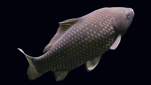 Polyploid Gibel Carp First Bred in China