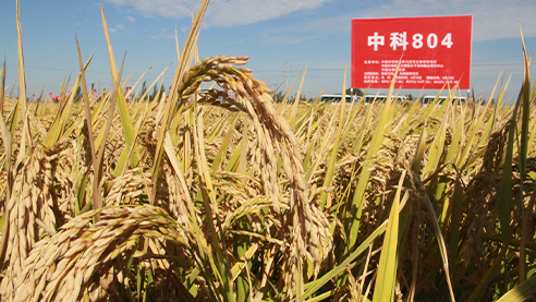 Zhongke 804: China's First Molecularly Designed Rice Variety