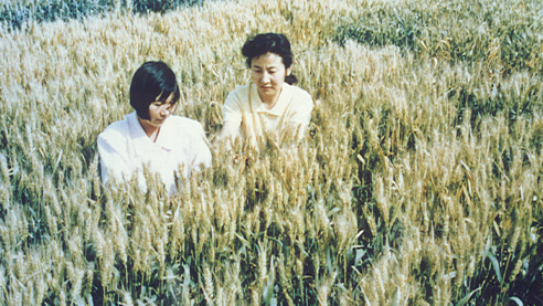 Xiaoyan 6: China’s First Wheat Variety Developed From Distant Hybridization