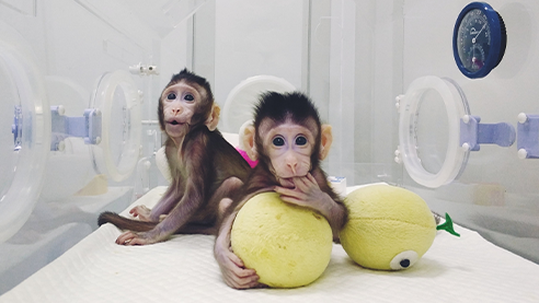 World's First Monkey Clones Produced by Somatic Cell Nuclear Transfer