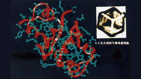 World’s First Artificially Synthesized Protein