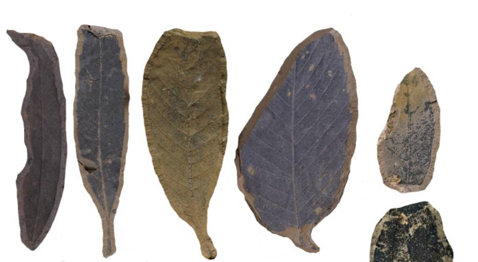 New Paleogene Fossil Flora Reported from Northern Vietnam