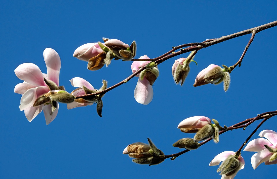 A New Tree Species of Magnolia Found in Northern Myanmar