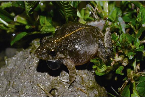Scientists Discover New Species of Genus Fejervarya-Fejervarya chiangmaiensis sp. nov. in Northern Thailand