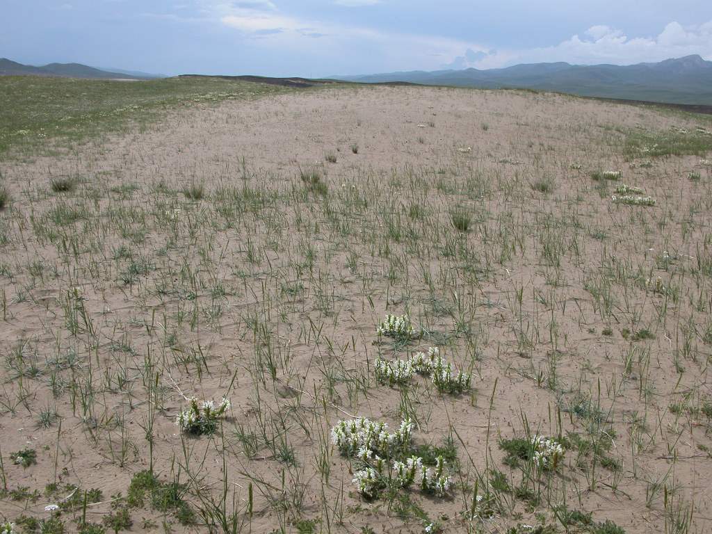 China Helps Tajikistan Tackle Grassland Degradation
