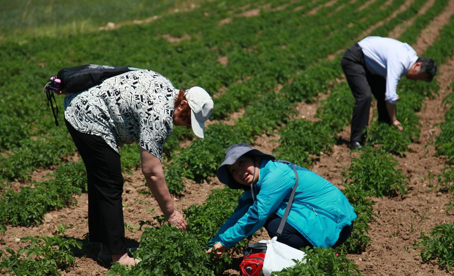 Investigation of Agricultural and Forestry Pests in Kyrgyzstan and Interview of Local Farmers About the Occurrence of Pests