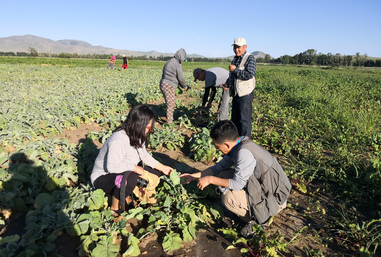 Investigation of Pests in Mongolia