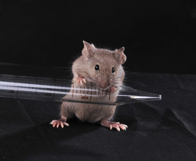 Haploid Parthenogenetic Stem Cells Proved to Be Sperm Replacement