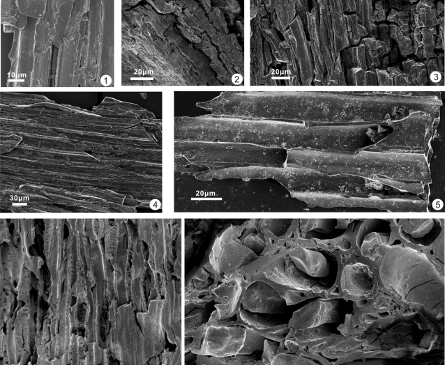 Biggest Mass Extinction Swept Earth Life within Only 200,000 Years