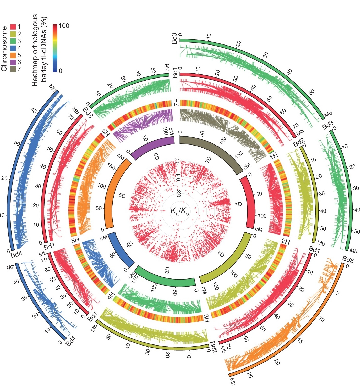 Chinese Scientists Unlock Key Genetic Code of Wheat