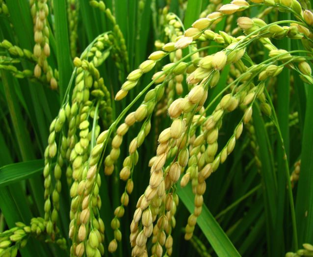China Introduces Two-meter High 'Giant Rice'