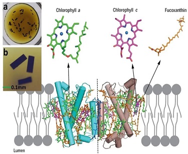 Antenna Protein Structure Reveals the Basis of Efficient Blue-green Light Harvesting and Photoprotection in Diatoms