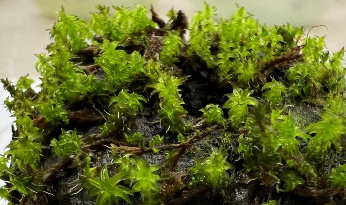 Moving to Mars? Meet the Moss That Could Make It Habitable