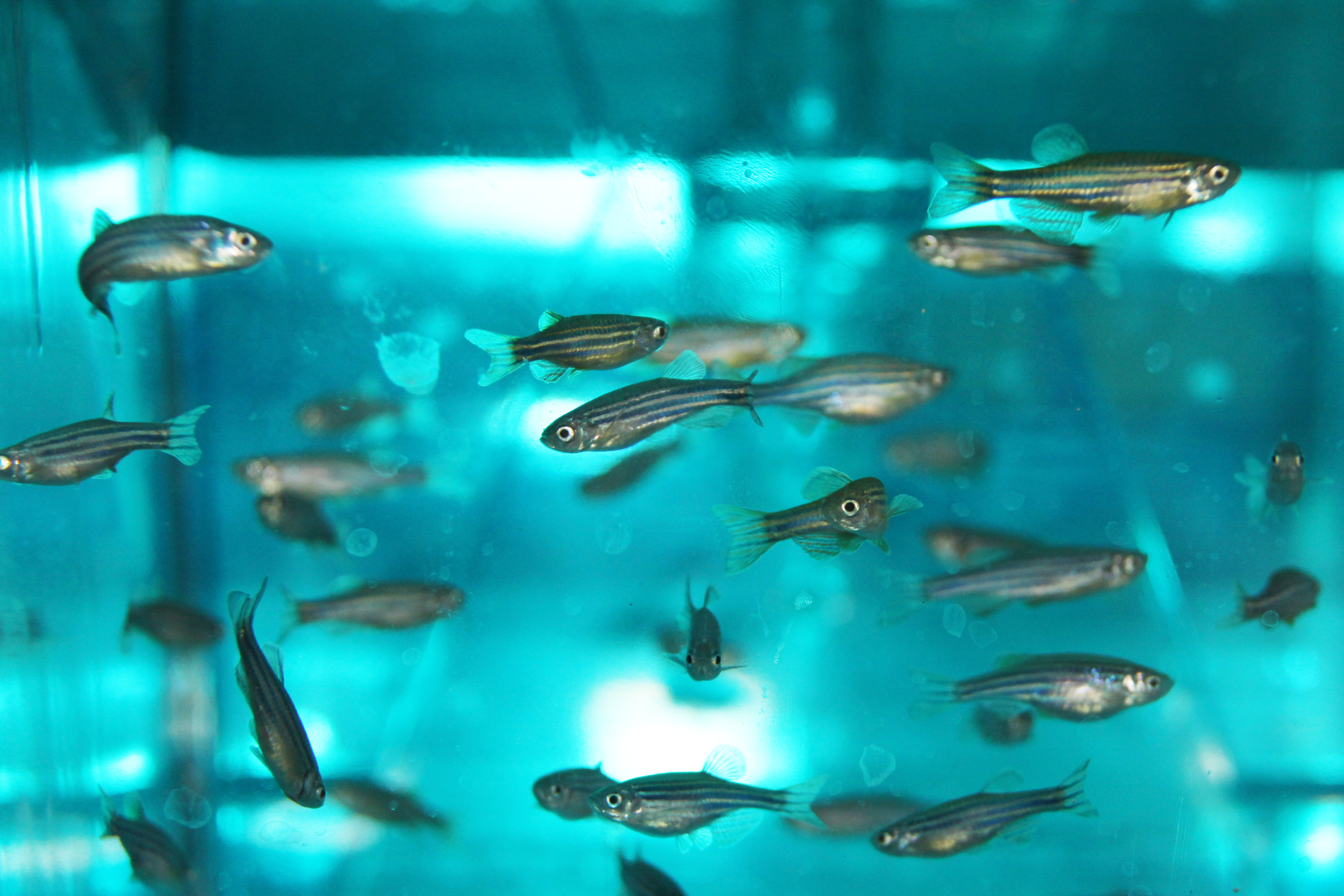 China Announces Breakthrough in Zebrafish Gene Study