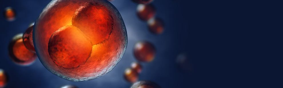 Chinese Biologists Find Key Process to Obtain Adult Stem Cells