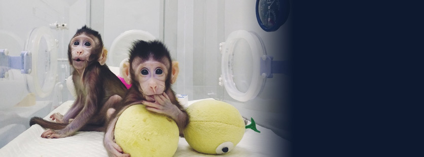Meet Zhong Zhong and Hua Hua, the First Monkey Clones Produced by Method that Made Dolly