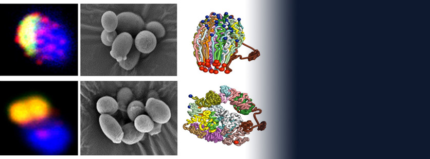 Chinese Scientists Perform Genetic Surgery to Create First Single-chromosome Yeast