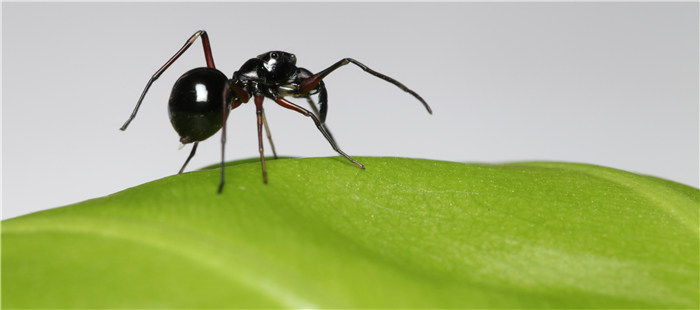 Chinese Scientists Discover Spider Species Nurses Young with Milk