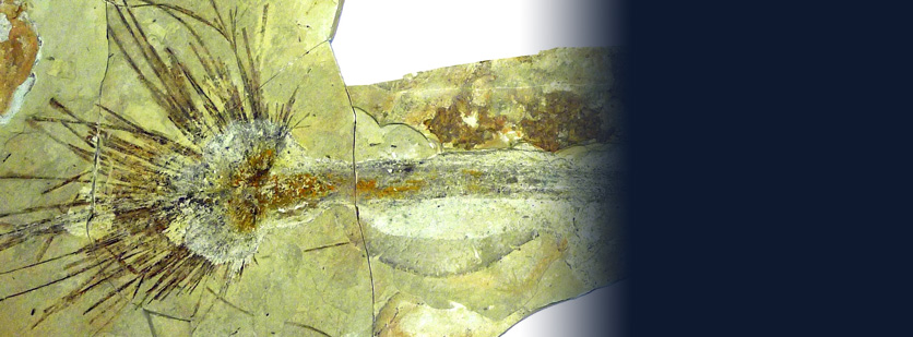 Youngest Palm Fossil Brings New Insight to Topography of Tibet