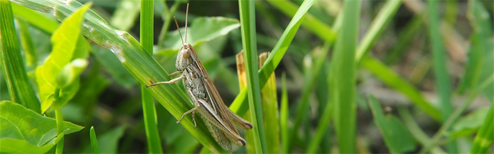 Studies Reveal 'death switch' in Plant Immune Systems