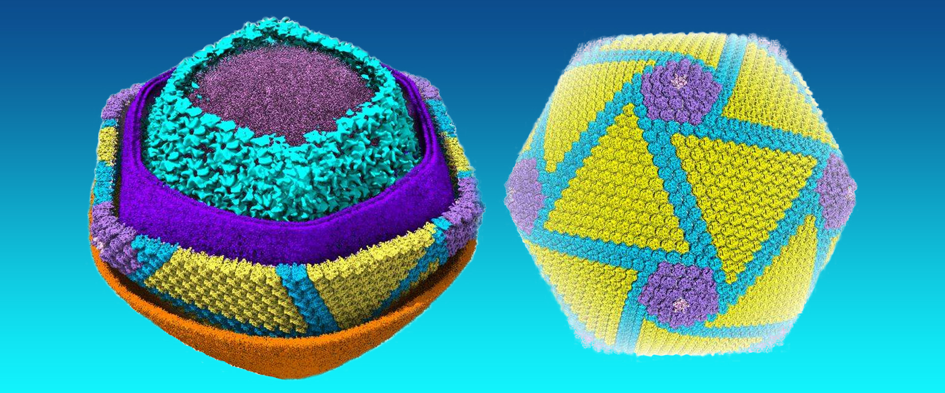 Chinese Study Unlocks Clues to Fight African Swine Fever