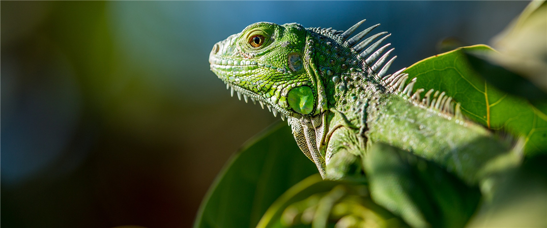 China Releases Catalogue of Biological Resources