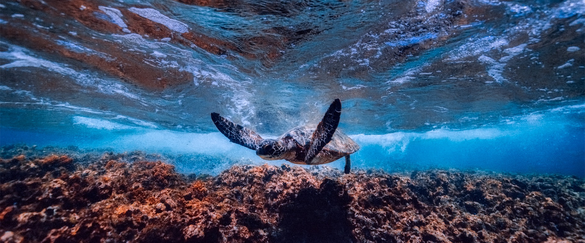 Record-setting Ocean Warmth Continued in 2019