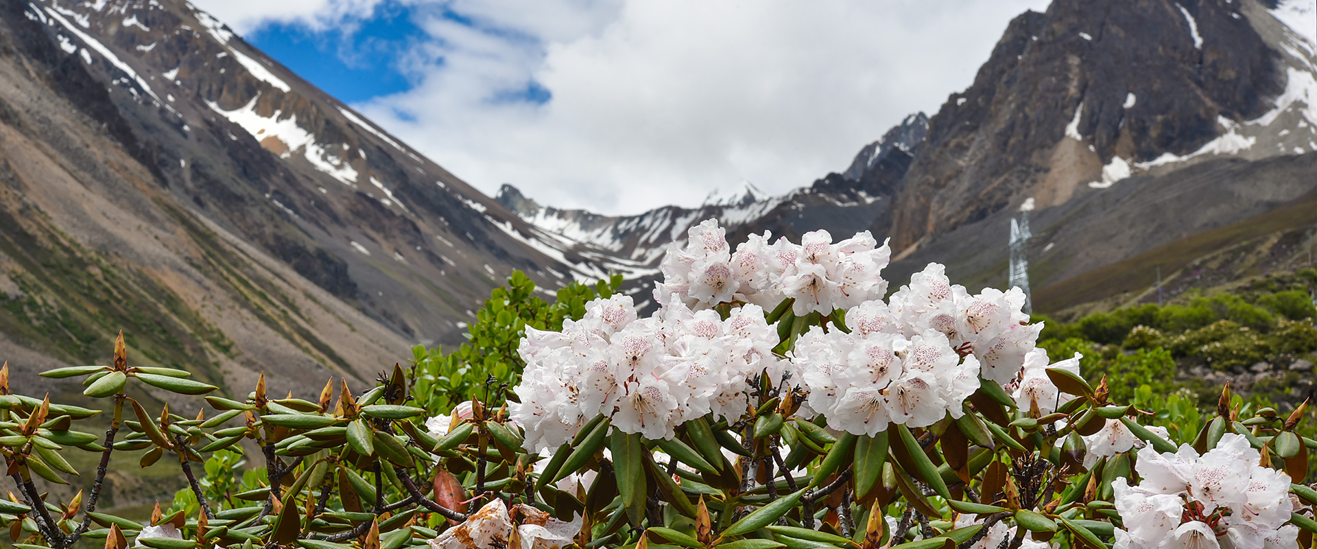 Hengduan Mountain Alpine Flora History Shown to Be Longest on Earth