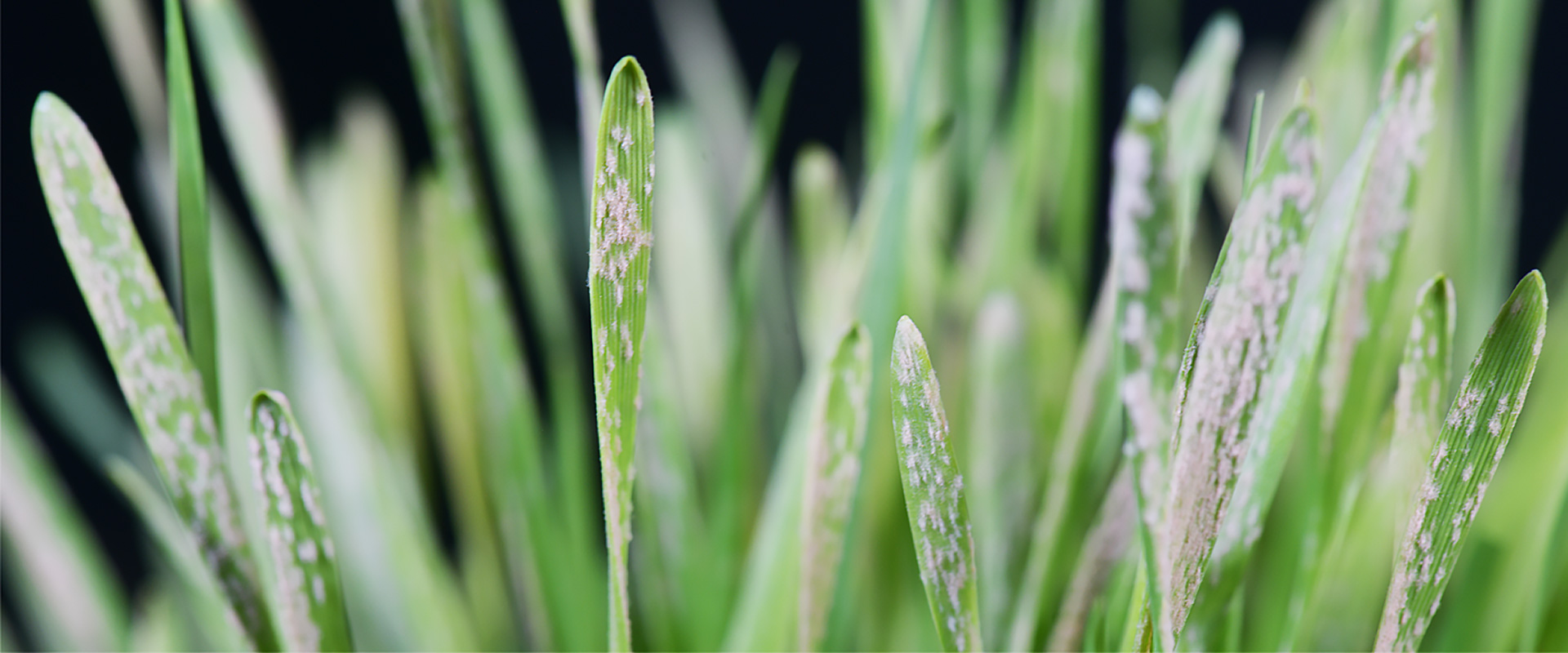 Scientists Leverage Multiplex Genome Editing to Create Disease-resistant Wheat
