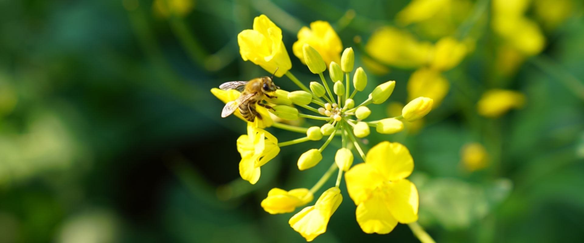 Honey Bees Use Social Learning to Improve Waggle Dancing
