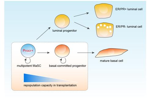 multipotent mammary stem cells;breast cancer;gene;stem cell;SIBCB