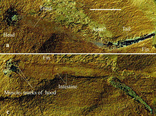 The First Arrow Worm from Lower Cambrian Stratum  near Kunming