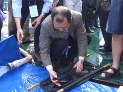 Releasing sturgeon into rivers