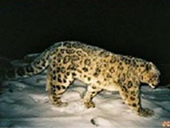 CAS scientists carry out investigations on snow leopards