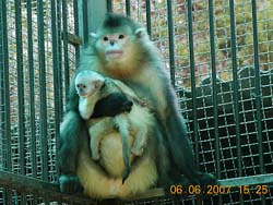 Captive Yunnan snub-nosed monkey produces 3rd generation