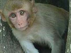 Scientists reveal monkey brain's control over its eye's movement