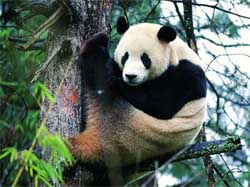 The giant panda holds the potential for further evolution