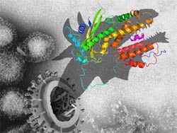 Virus structure reveals a target for novel anti-bird flu therapeutics