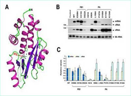 Experts Identify Key Drug Target in Bird Flu Virus