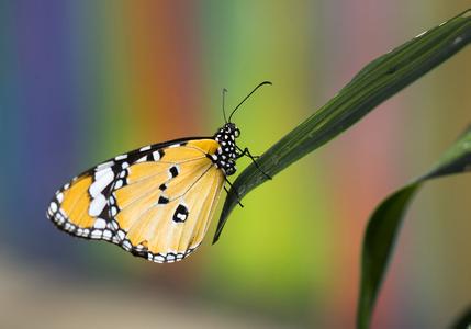 Butterflies Offer Climate Scientists Ecological Insights