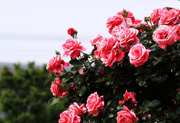 Scientists Unlock Genetic Secrets of the Rose