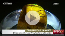 Chinese Scientists Research Tiny Feather Tail in Amber