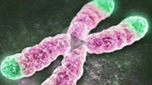 Single-Chromosome Yeast Discovery May Help Unveil Cause of Aging & Cancer