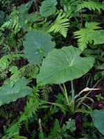 Colocasia menglaensis Yin J.T, Li H. & Xu Z.F.