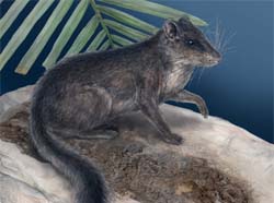 A reconstruction of <I>Laonastes aenigmamus</I>.